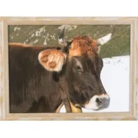 Kniedienblad met kussen eronder, Laptra schootkussen Winter Zwitserse koe